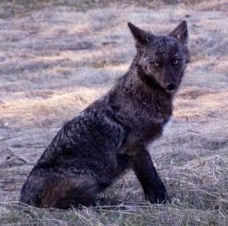 Melanistic black Coyote Jackal Photography, Animal Mutations, Coyote Aesthetic, Sigma Wolf, White Coyote, Melanistic Animals, Teen Wolf Movie, Black Coyote, Fur Pattern