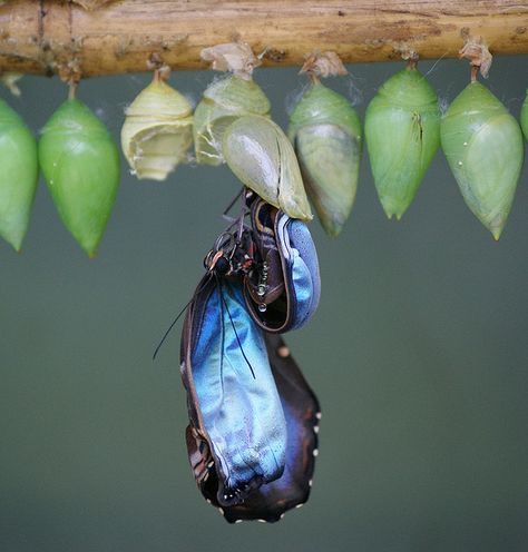 Butterfly Hatching by SlightlyBlurred, via Flickr Butterfly Hatching, Butterfly Cocoon, Butterfly Metamorphosis, Butterfly Chrysalis, Blue Morpho Butterfly, Morpho Butterfly, Blue Morpho, Beautiful Bugs, Butterfly Pictures