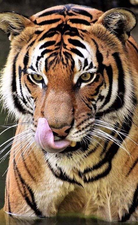 Tiger Tongue Out, Tiger Tongue, Tiger Teeth, Malayan Tiger, Animals Tiger, It's A Wonderful World, Tiger Tooth, Animal Reference, Tiger Art