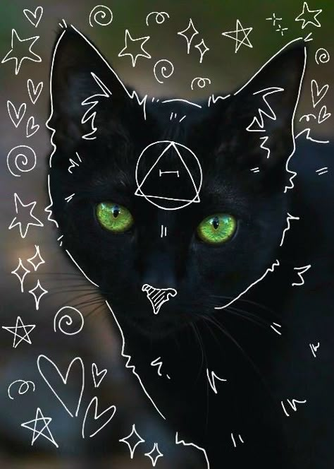 Black Mainecoon Cat, Fluffy Black Cat, Black Cat Aesthetic, Silly Cats Pictures, Cat Mask, Cute Black Cats, Cat Aesthetic, Silly Cats, Warrior Cats