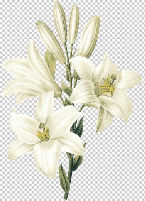 Lilium Candidum, White Flower Png, Peony Illustration, White Flowering Plants, Plant Watercolor, White Lily Flower, Flower Frame Png, Rose Sketch, White Png