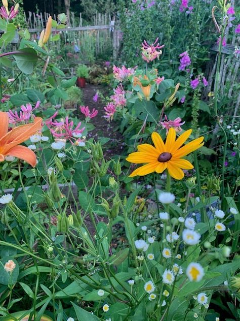 Vermont Garden, Zinnia Elegans, Best Perennials, Small Greenhouse, Fine Gardening, Flower Landscape, Flower Gardens, Garden Photography, Growing Seeds