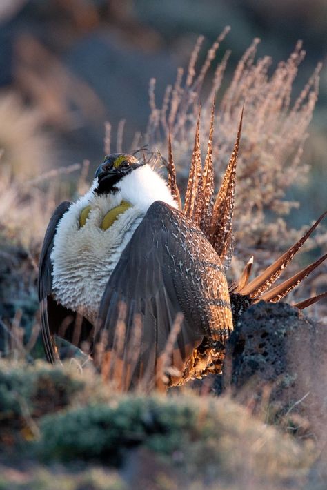 eBird Greater Sage-Grouse Centrocercus urophasianus Robert Lewis 8 Apr 2010 Grasshopper Valley, Lassen, California, United States Greater Sage Grouse, California Sage Grouse, Sage Grouse, Animal Symbolism, Game Birds, Art Inspiration, Milk, Birds, Portfolio