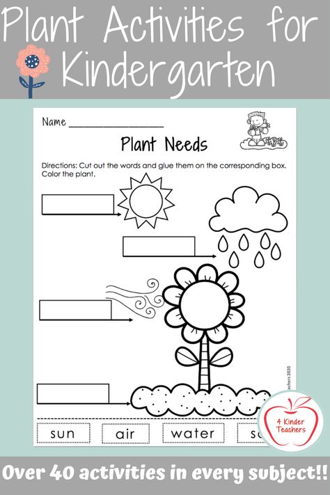 Kindergarten Life Cycle Activities, Plants And Seeds Activities For Kindergarten, Plant Theme Activities For Kindergarten, Science Activities Worksheets, Plant Life Cycle For Kindergarten, Plants Needs Kindergarten, Plant Needs Craft, Kindergarten Planting Activities, Plant Writing Kindergarten