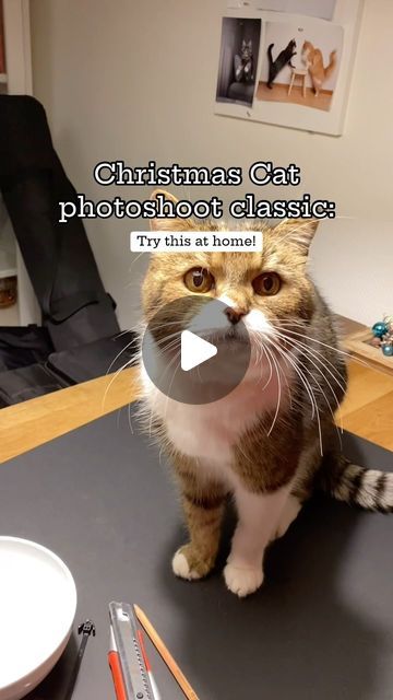 THE CATOGRAPHER on Instagram: "✨ A FurryFritz xmas classic 🎅🎄 for all the cat lovers who were following us recently! Hope enjoy watching my purrfessional Meowdels posing for some Christmas shots 📸😺   #furryfritz #catographer #cat #xmascat #christmascat #catphotoshoot #catphotography #christmaswreath" Chicken Afritada Recipe, Cat Must Haves, Primitive Easter Crafts, Chicken Afritada, Cute Christmas Cats, Diy Cat Shelves, Spoiled Cats, Spoiled Pets, Life With Cats