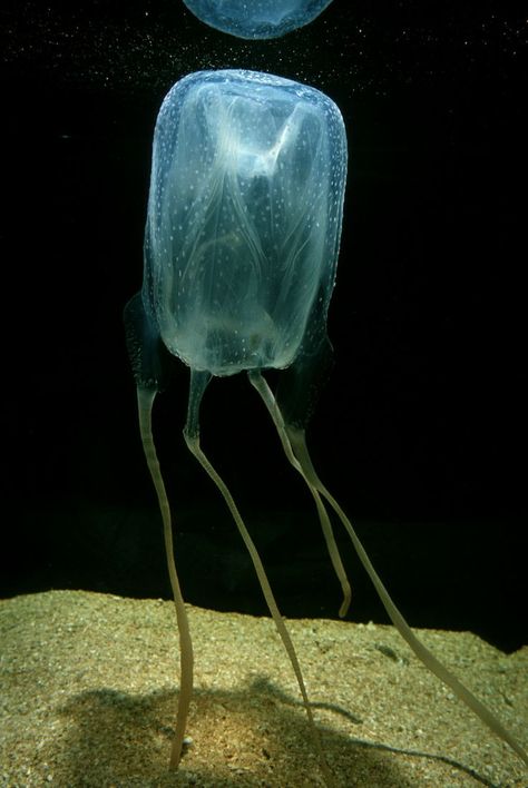 Giant Jellyfish in the Ocean Found | Stings of the Sea wasp, a Box jelly (Chironex fleckerii), can be fatal ... Deep Sea Creatures, Annelid, Box Jellyfish, Creature Marine, Life Aquatic, Sea Slug, Underwater Creatures, Underwater Life, Aquatic Animals