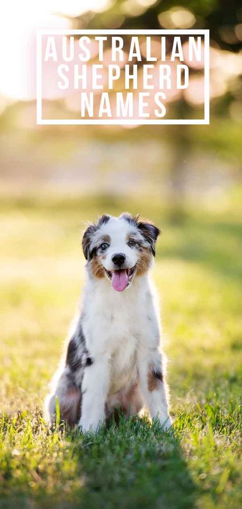 Australian Shepherd Names Red Australian Shepherd, Australian Shepherd Names, Australian Shepherd Red Tri, Red Merle Australian Shepherd, Names Dog, Merle Australian Shepherd, Puppies Pictures, Girl Dog Names, Australian Shepherd Blue Merle