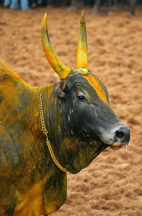 Jallikattu Bull Images, Kangayam Bull Images, Jallikattu Kaalai Hd Images, Jallikattu Images, Indian Bull Images, Bull Images, Graphics Board, Android Wallpaper Blue, Danish Men