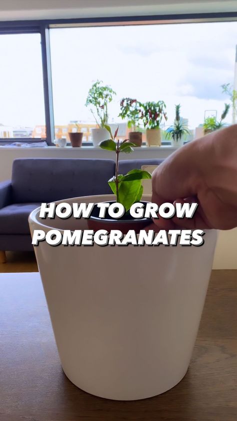 Armen Adamjan on Instagram: “Grow some pomegranates! 🤩🌱 . PS: plants are magical! 🤟 . . 🌱Note: if you enjoy learning from my plant. Ideas, learn even more tips/tricks…” Growing Pomegranate In A Pot, Plant Books, My Plant, Plant Book, Gardening Plants, Plant Ideas, Growing Fruit, Diy Recycle, Grow Your Own Food