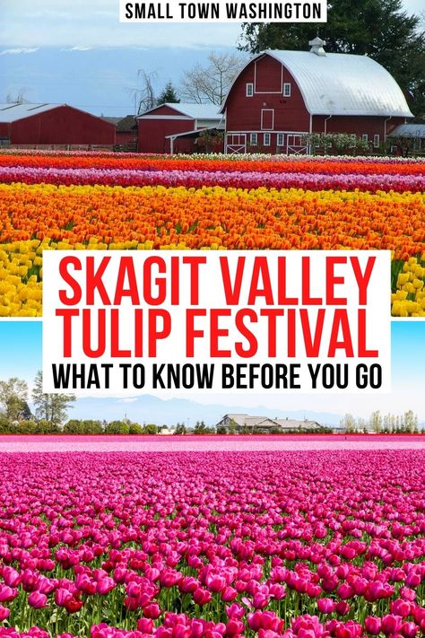 Skagit Valley Tulip Festival 2021: 10 Things to Know Before You Go! Skagit Valley Tulip Festival, April April, Pacific Northwest Travel, Washington State Travel, Washington Travel, Skagit Valley, Tulip Festival, Festivals Around The World, Tulip Fields