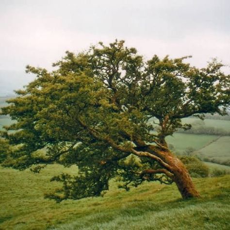 Rowan Tree Aesthetic, Scottish Plants, Rowan Aesthetic, Adventure Core, Dark Window, Rowan Tree, For My Love, Ash Tree, Tree Sketches