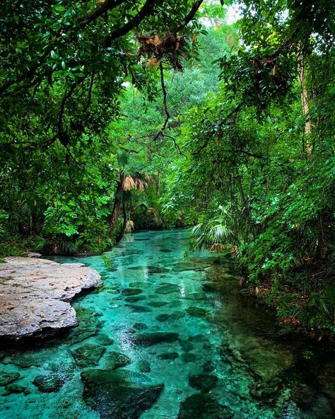 Things To Do Near Orlando Include Clear Emerald Spring Run Only A Short Road Trip Away - Narcity Apopka Florida, Kelly Park, Florida Travel Destinations, Coco Beach, Florida Adventures, Florida Destinations, Florida Springs, Rock Springs, Nature Architecture