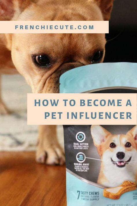 Dog Influencer Instagram, Dog Influencer Ideas, Dog Influencer, Pet Influencer, Influencer Photoshoot, Pet Instagram, Pet Care Business, Dog Instagram, Pet Project