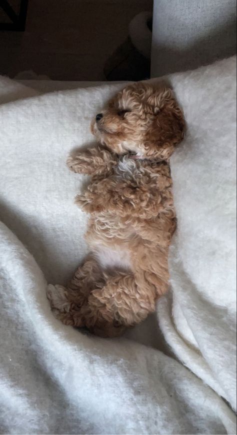 Toy Maltipoo, Matcha Girl, Bath Aesthetic, Cute Small Dogs, Puppy Mom, Cute Dogs Images, Dog Mommy, Very Cute Puppies, Cockapoo Puppies