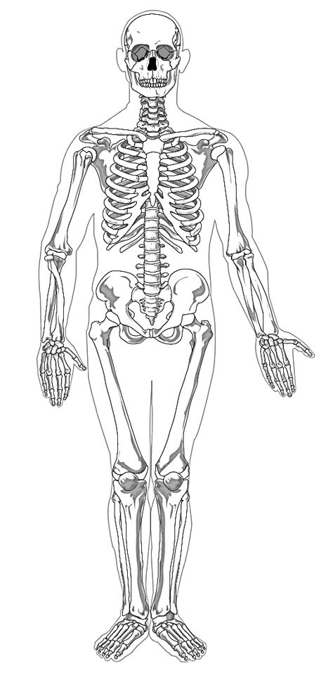 Andrew T. Still establishes osteopathy, a branch of medicine that stresses the importance of healthy bones and muscles to one’s overall health. Enjoy this skeleton worksheet and activity, part of the 1874 Teachable #Timeline #Roundup. Inner Ear Diagram, Human Skeleton Labeled, Ear Diagram, Human Body Worksheets, Human Skeletal System, Anatomy Organs, Problem Solving Worksheet, Skeleton Anatomy, Skeletal System