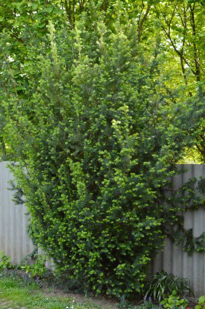 Front Yard Privacy Landscaping Ideas, Tall Evergreen Shrubs, Best Privacy Trees, Pergola Privacy, Privacy From Neighbors, Evergreen Trees For Privacy, Privacy Shrubs, Best Trees For Privacy, Trees For Privacy