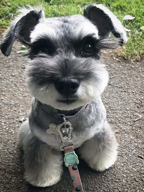 #cutedogs #angelicpretty #puppy #schnauzerpuppy #miniatureschnauzerpuppy #minischnauzer #schnauzer Schnauzer Puppy Haircut, Miniature Schnauzer Puppies Haircuts, Cute Schnauzer Haircut, Schnauzer Haircuts, Schnauzer Haircut, Puppy Haircut, Schnauzer Grooming, Dog Grooming Styles, Mini Schnauzer Puppies