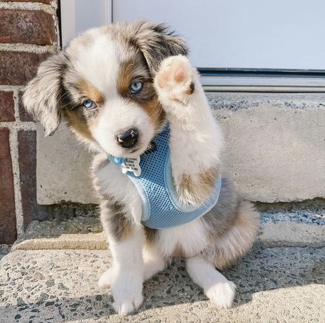 Beautiful 😍 Visit our instagram page! 🎬Credit: (IG) marley.mini.aussie Australian Shepherd Blue Eyes, Blue Eyed Dog, Mini Aussie Puppy, Puppies With Blue Eyes, Aussie Puppy, Australian Shepherd Blue Merle, Blue Eyed Baby, Cute Small Dogs, Australian Shepherd Puppy