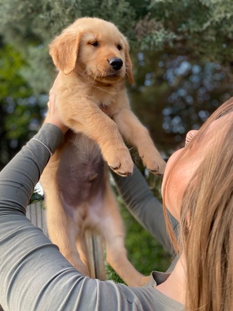 Holding Puppy Pose, Mom Holding Baby, Holding Puppy, Ap Portfolio, Golden Retriever Baby, Puppy Pose, Dog Mommy, Golden Puppy, Portfolio Ideas