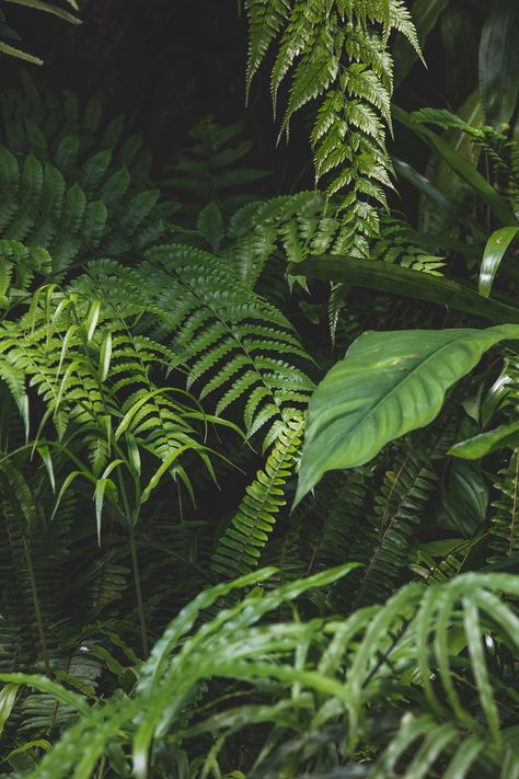 Jungle Leaves Photography, Tropical Plants Photography, Tropical Leaves Photography, Foliage Reference, Foliage Aesthetic, Cool Leaves, Foliage Photography, Full Sun Container Plants, Rainforest Leaves