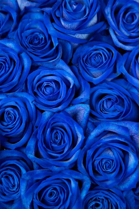 Wallpaper Iphone Biru, Wallpapers Blue, Blue Flower Arrangements, Blue Flowers Garden, Image Bleu, Blue Flowers Bouquet, Blue Roses Wallpaper, Photo Bleu, Blue Aesthetic Dark