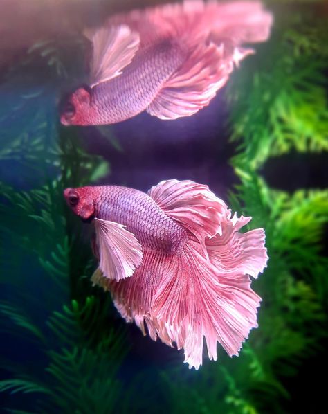 Beautiful Beta Fish, Aesthetic Beta Fish Tank, Pink Fish Tank Aesthetic, Pretty Beta Fish, Beta Fish Aesthetic, Pet Fish Aesthetic, Pink Beta Fish, Betta Fish Photography, Betta Fish Aesthetic