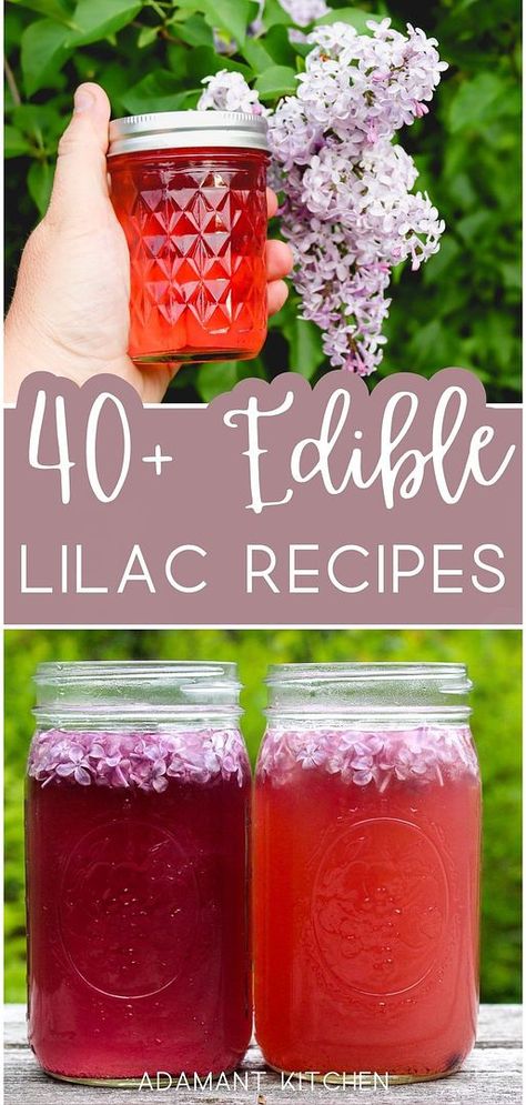 Delight in our 40+ edible lilac recipes, a part of our spring dessert ideas. Whether you're baking a lilac cake or stirring up a batch of lilac simple syrup for cocktails, these recipes make the most of this fragrant, edible flower. Each dish offers a unique way to bring the scent and taste of spring into your home. Explore more easy desserts & homemade desserts, and herbal drinks at adamantkitchen.com Lilac Simple Syrup Recipe, Lilac Herbal Recipes, Things To Do With Lilac Flowers, Things To Make With Lilacs, Lilac Lemonade Recipe, Lilac Recipes Edible Flowers, Lilac Sugar Recipe, Lilac Syrup Recipe, Lilac Uses