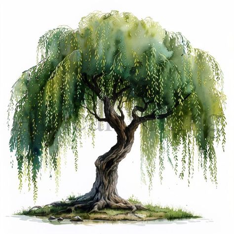 Croquis, Willow Tree Art Painting, Willow Tree Oil Painting, Tree Roots Painting, Small Willow Tree, Willow Tree Illustration, Willow Tree Drawing, Willow Tree Art, Trees Clipart