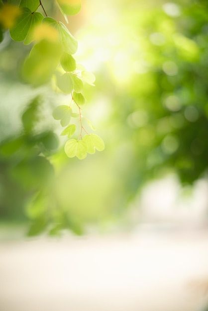 Beautiful nature view green leaf on blur... | Premium Photo #Freepik #photo #fresh-background #nature-blur #plant-texture #green-leaf Nature, Blur Nature Background, Green Photo Background, Green Blur Background, Green Plant Background, Green Leafy Background, Foliage Background, Greenery Background, Fresh Background