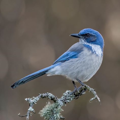 California Scrub Jay, Point Lobos California, Santiago Baja California Sur, California Towhee Bird, Scrub Jay, Eurasian Jay, Jackdaw, Blue Jays, Blue Jay