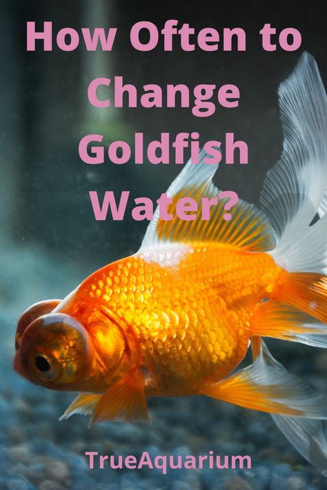 How Often to Change Goldfish Water? Most goldfish owners know they need to change the aquarium water at regular intervals. However, many of them are not sure what frequency of water changes is right for their fishy pet.  So, how often should you change your goldfish water? Unfortunately, there is no general answer to that question. In fact, the right frequency depends on your tank size, and fish-to-water ratio. However, the de-facto norm is to change around 15% of the tank water every week. Fish Tank Ideas For Goldfish, Gold Fish Tank Set Up, Cool Fish Tank Decorations, Goldfish Care, Aquarium Pets, Goldfish Aquarium, Fish Garden, Goldfish Tank, Fish Keeping