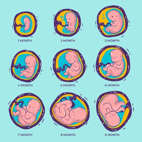 Embryo Drawing, Baby Growth In Womb, Stages Of Fetal Development, Baby Development In Womb, Embryo Development, Prenatal Development, Baby In Womb, Cycle Drawing, Pregnancy Images