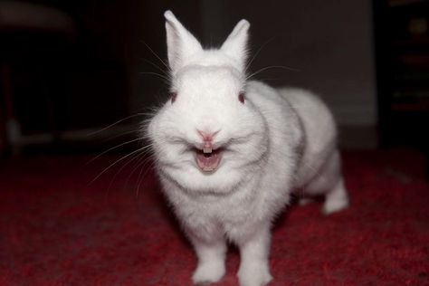 Hal YAWN! Catching a rabbit yawn on camera is no easy feet. I am very proud of this! Rabbits Yawning, Rabbit Yawning, Rabbit Teeth, Bunny Teeth, Alice In Wonderland Drawings, Cute Bunny Pictures, Therapy Animals, Sailor Moon Aesthetic, Fluffy Bunny