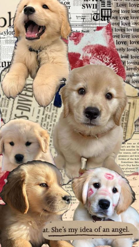 wallpaper with puppies Cutedog Puppies Wallpaper, Cute Dog Aesthetic Wallpaper, I Love Dogs Wallpaper, Dog Lockscreen, Dogs Pfp, Dog Wallpaper Iphone, Cute Puppy Wallpaper, Puppy Wallpaper, Bf Picture