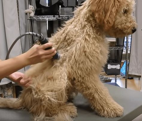 Shaving a Goldendoodle - Step by Step Guide! 20 Shaved Goldendoodle, Matted Dog Hair, Doodle Cuts, Grow Hair Back, Labradoodle Grooming, Goldendoodle Haircuts, Dog Grooming Diy, Grooming Dogs, Goldendoodle Grooming