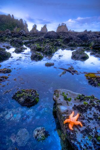 Neah Bay, Prettiest Beach, Washington State Travel, Rhapsody In Blue, Wa State, Port Angeles, Washington Usa, Olympic Peninsula, Tide Pools