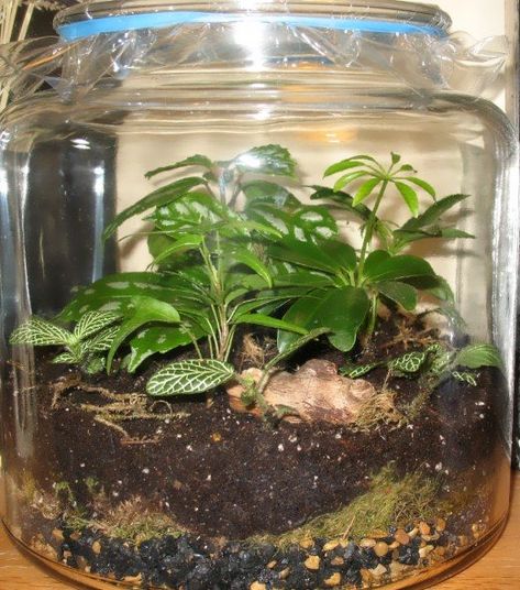 Modern Plant Decor, Indoor Plant Hacks, Pickle Jar Crafts, Gallon Glass Jars, Plants In Jars, Gallon Jars, Plant Maintenance, Pickle Jar, Plant Terrarium