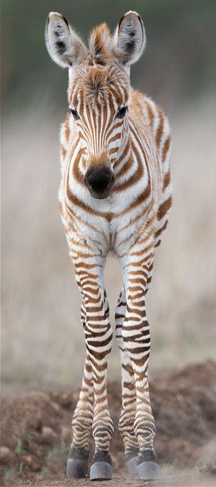 Zebra Animal Photography, Zebra Reference, Zebra Aesthetic, Zebra Photography, Zebra Pictures, Zebra Baby, Zebra Animal, Baby Zebra, Tropical Animals