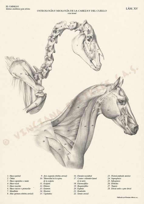 Horses Funny, Funny Horse Pictures, Horse Art Drawing, Horse Facts, Animal Skeletons, Horse Sketch, Horse Anatomy, Animal Anatomy, Funny Horses