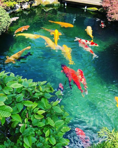 Icille • Koi • Isa on Instagram: “🌈 #koi #koipond #fishpond #koiteich #koikarpfen #carp #koicarp #pond #gartenteich #fish #japankoi #jumbokoi #teich #japanesekoi #japan…” Carp Pond, Koi Carp Fish, Japanese Koi, Koi Carp, Fish Pond, Koi Pond, Landscape Nature, Zen Garden, Japanese Garden