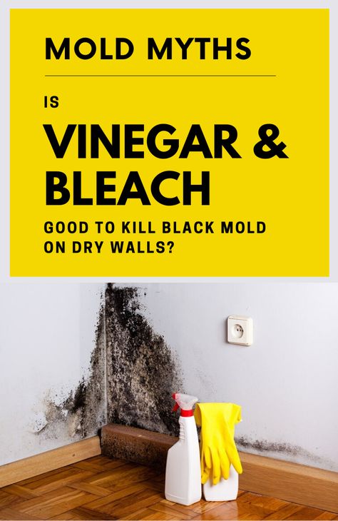 Diy Mold Remover, Kill Black Mold, Clean Black Mold, Kill Mold, Remove Black Mold, Mold And Mildew Remover, Mold Spray, Black Mold, Mildew Remover