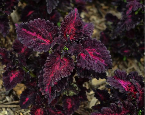 25+ Seeds w/Instructions For a dark foliage plant, grow Coleus seeds and enjoy the show! Solenostemon scutellarioides Coleus is perfect for adding Coleus Seeds, Purple Colour Shades, Black Plants, Window Box Plants, Dark Foliage, Witchy House, Front Landscape, Goth Garden, Plant Wishlist