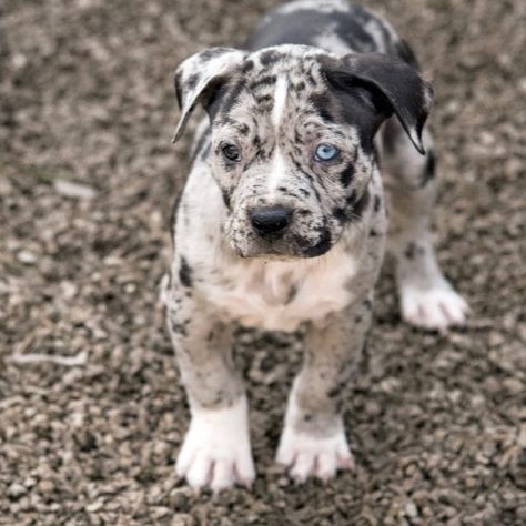 American bully puppies for sale American Bullies Puppy, Pocket Bullies Puppies, Pitbull Puppies For Sale Near Me, Bullie Puppies, Spotted Pitbull, Baby Pitbulls Puppies, Black Pitbull Puppies, Grey Pitbull Puppies, American Pitbull Terrier Puppy