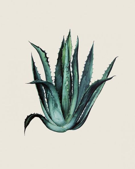 Agave Botanical Illustration Art Print #desertplants #desert #plants #doodles Agave Watercolor, Agave Art, Agave Plant, Watercolor Paintings Easy, Agaves, Desert Plants, Plant Illustration, Art Inspiration Painting, Botanical Flowers