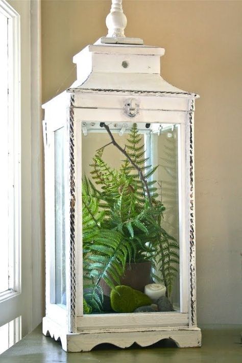 Distressed Lantern and Simple Fern White Lantern, نباتات منزلية, Cottage Shabby Chic, Lantern Ideas, Indoor Gardens, How To Make Lanterns, Garden Terrarium, Terraria, Tree Stump