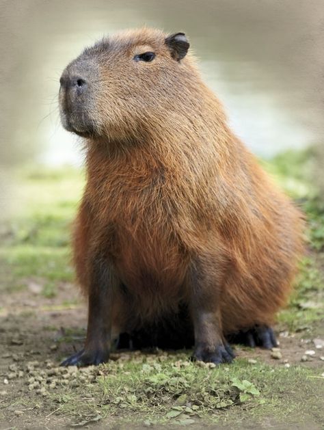 Capybara Side View, Capybara Reference, Cappy Berra, Capybara Photo, Capybara Sitting, F Dp Name, Capybara Aesthetic, Capybara Pet, Capybara Cute