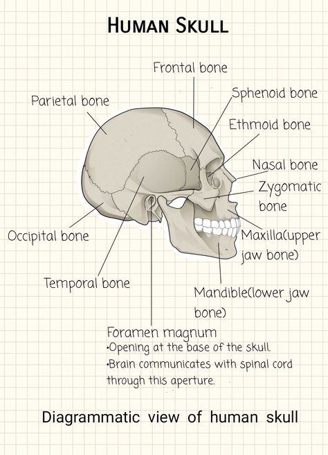 Anatomy And Physiology Flashcards, Med Term Notes Aesthetic, Basic Medical Knowledge, A&p Study Tips Anatomy And Physiology, Human Body Notes, Bones Notes, The Skull Anatomy, Skull Notes, Anatomy And Physiology Notes Study