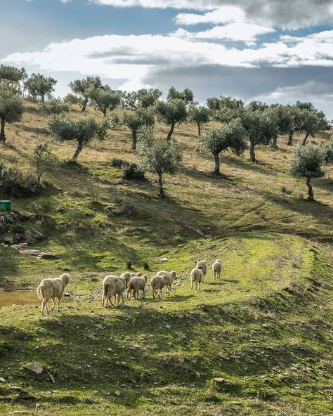 Nature, Permaculture, Olive Grove Aesthetic, Olive Oil Aesthetic, Olive Tree Aesthetic, Olives Aesthetic, Olive Aesthetic, Olive Farm, European Summer Aesthetic