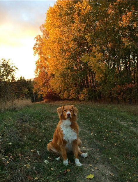 Toller Dog, Dog House, Nova Scotia, Dog Leash, Dog Grooming, Fall Autumn, Spaniel, Dog Bed, Small Dogs