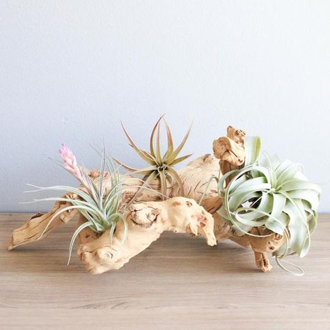 Air Plants Diy, Air Plant Garden, Wood Succulent Planter, Air Plants Decor, Succulent Planter Diy, Making Plant Pots, Air Plant Display, Tillandsia Air Plant, Air Plant Terrarium